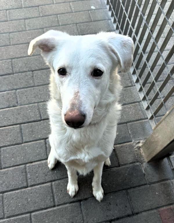 GENNA CAGNOLINA CANDIDA Foto 2